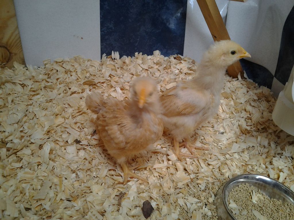 Tardis Chicks.jpg