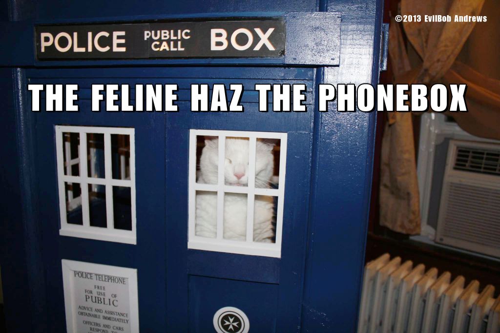 THE FELINE HAZ THE PHONE BOX.jpg